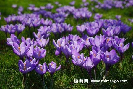 16张藏红花图片