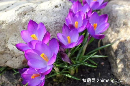 藏红花哪个时候可以种植？在北方能室外过冬吗？会被冻死吗？