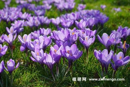 16张藏红花图片