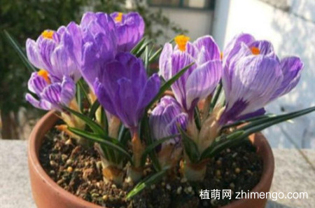 藏红花哪个时候可以种植？在北方能室外过冬吗？会被冻死吗？