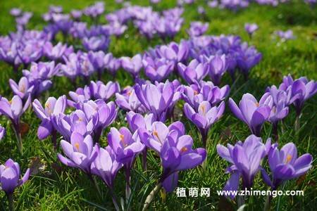 16张藏红花图片