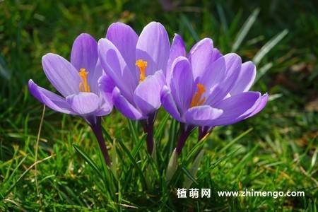 16张藏红花图片
