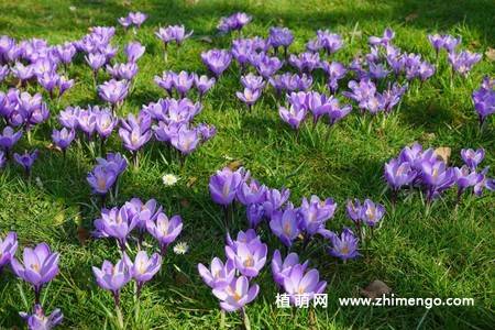 16张藏红花图片