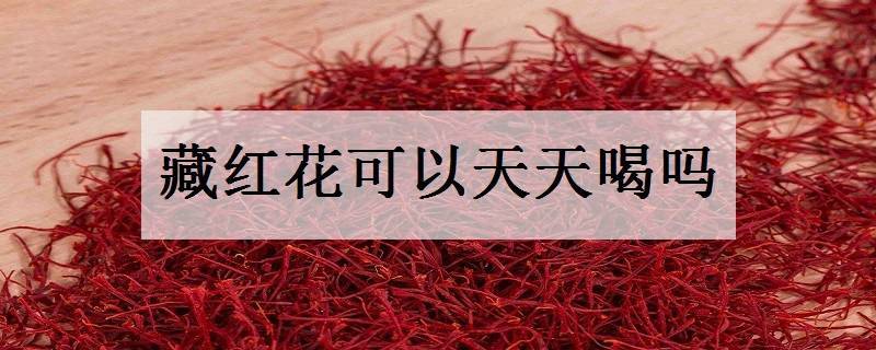 藏红花可以天天喝吗 喝多了会怎么样
