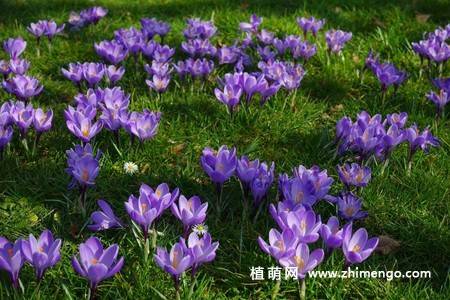 16张藏红花图片