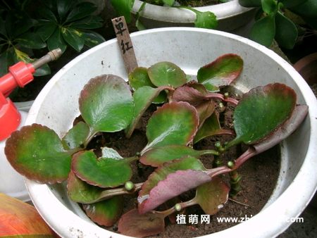 6种适合秋天扦插的花卉植物
