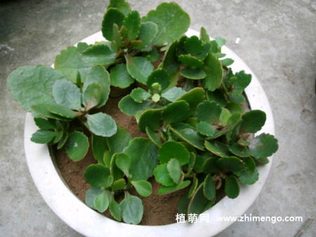 6种适合秋天扦插的花卉植物