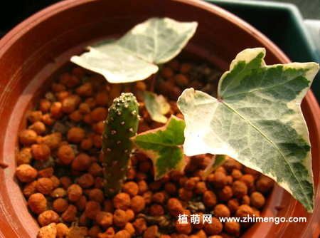 6种适合秋天扦插的花卉植物