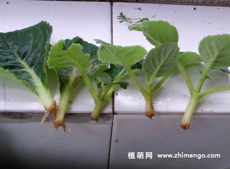 6种适合秋天扦插的花卉植物