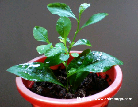 6种适合秋天扦插的花卉植物