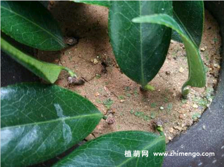 6种适合秋天扦插的花卉植物