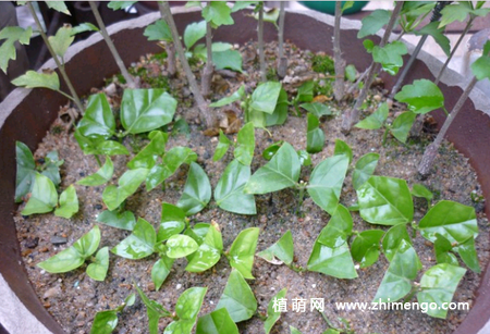 6种适合秋天扦插的花卉植物
