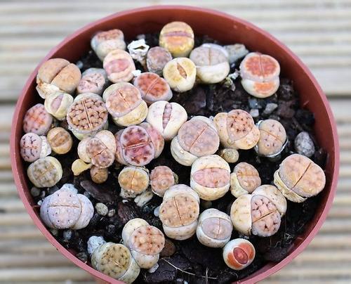 生石花品种大全图谱及价格 生石花什么品种最好看名贵品种图片