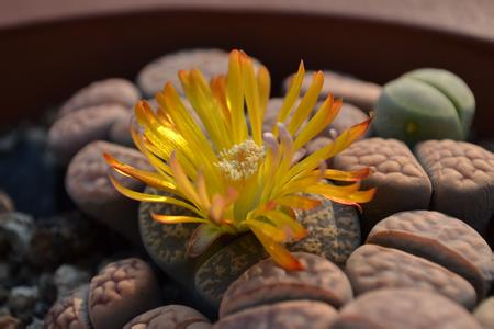 生石花品种大全图谱及价格 生石花什么品种最好看名贵品种图片
