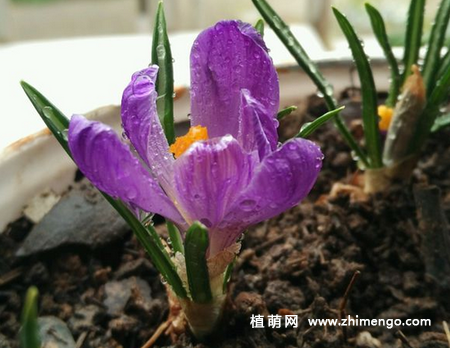 番红花怎么繁殖，用分球和播种方法
