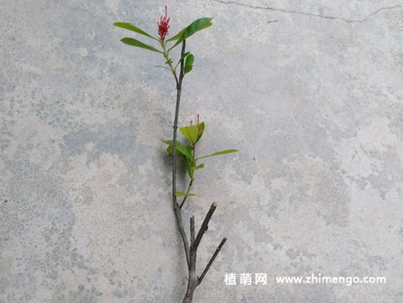 龙船花扦插方法步骤，时间在春末夏初进行
