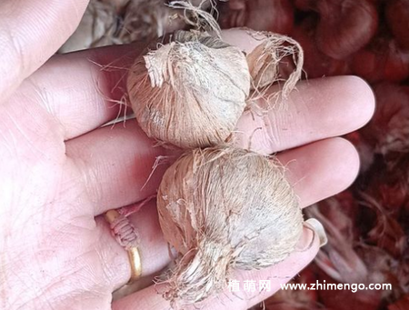 番红花怎么繁殖，用分球和播种方法