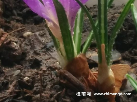 番红花怎么繁殖，用分球和播种方法
