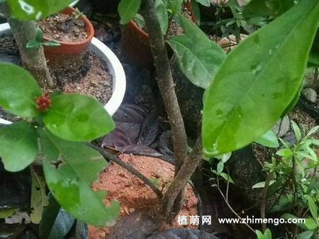 龙船花扦插方法步骤，时间在春末夏初进行