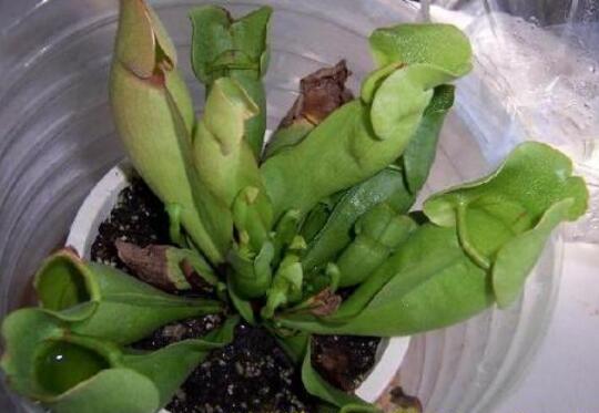 瓶子草和猪笼草的区别，三个方面区别明显