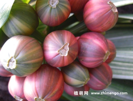 君子兰种子怎么播种，君子兰播种时间