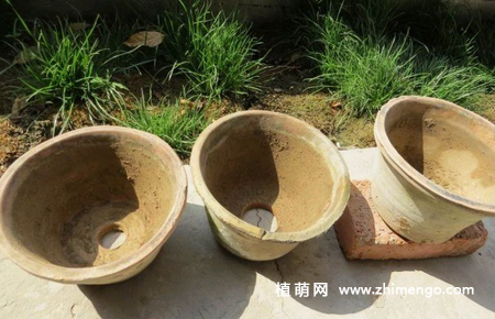 君子兰种子怎么播种，君子兰播种时间