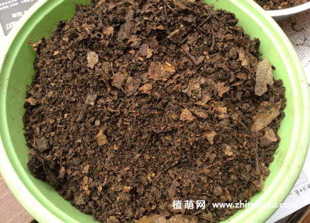 君子兰种子怎么播种，君子兰播种时间