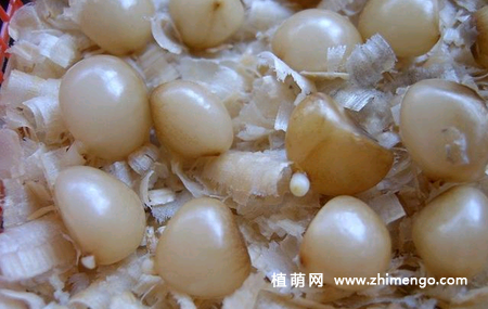 君子兰种子怎么播种，君子兰播种时间