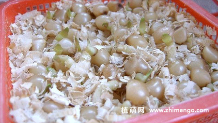 君子兰种子怎么播种，君子兰播种时间