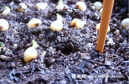 君子兰种子怎么播种，君子兰播种时间