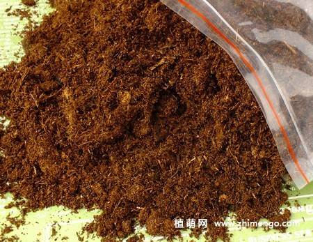 小木槿种子繁殖方法，4步完成