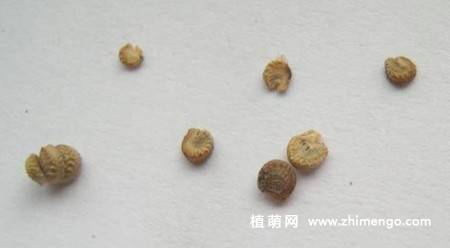 小木槿种子繁殖方法，4步完成