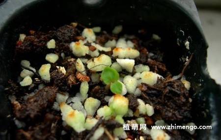 小木槿种子繁殖方法，4步完成
