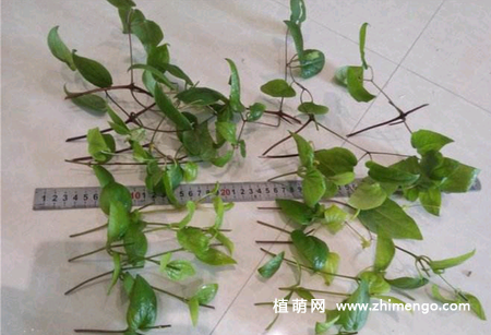 铁线莲扦插繁殖的方法
