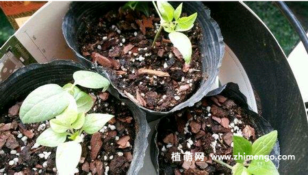 铁线莲扦插繁殖的方法