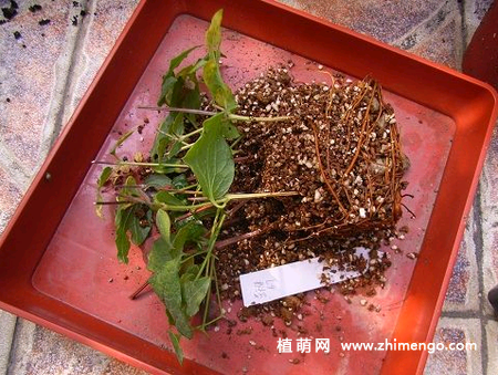 铁线莲扦插繁殖的方法