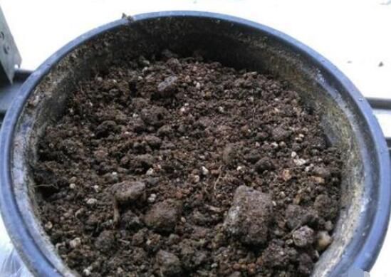 茉莉花怎么养？5种方法让茉莉花香满枝头