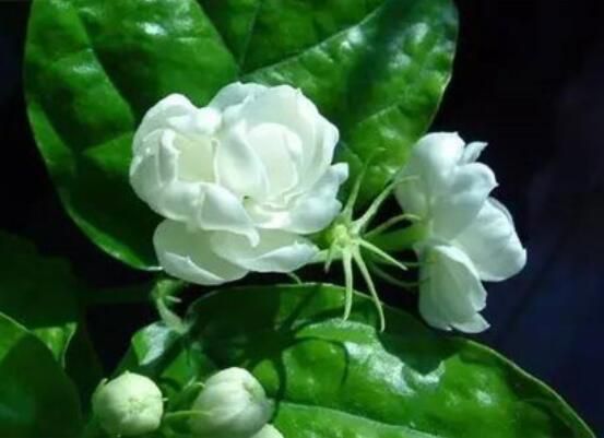 茉莉花怎么养？5种方法让茉莉花香满枝头