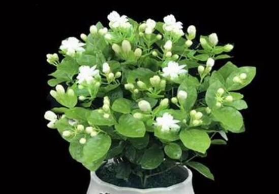 茉莉花怎么养？5种方法让茉莉花香满枝头