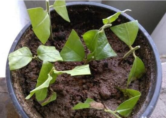 茉莉花怎么养？5种方法让茉莉花香满枝头