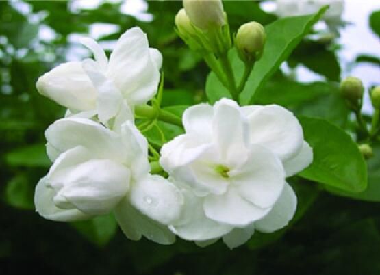 茉莉花怎么养？5种方法让茉莉花香满枝头