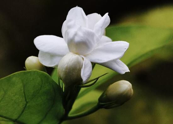 茉莉花怎么养？5种方法让茉莉花香满枝头