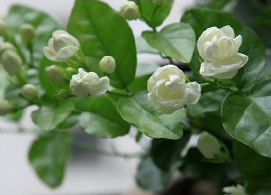 茉莉花怎么养？5种方法让茉莉花香满枝头
