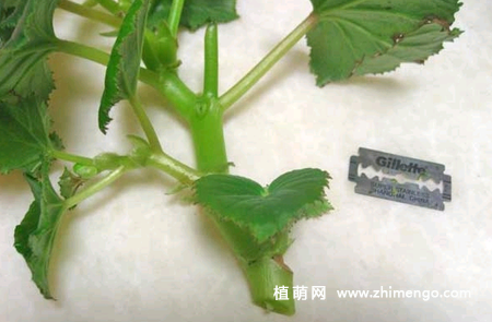 丽格海棠扦插方法，丽格海棠繁殖方法