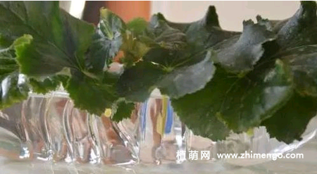 丽格海棠扦插方法，丽格海棠繁殖方法
