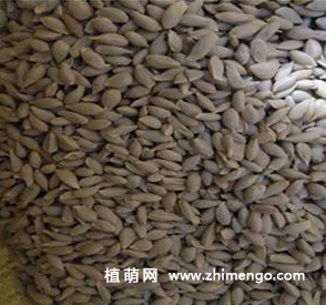 丽格海棠扦插方法，丽格海棠繁殖方法