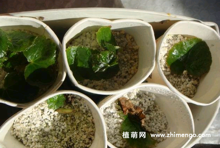 丽格海棠扦插方法，丽格海棠繁殖方法