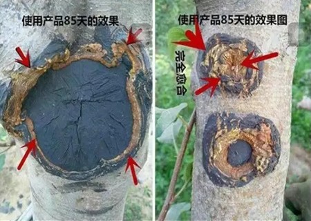 梨树嫁接环剥愈合不良的处理方法