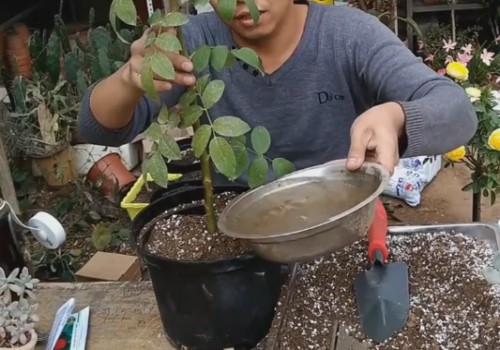 高压繁殖的月季怎么移栽上盆