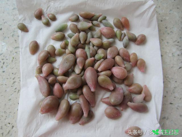 冬季可以叶插吗